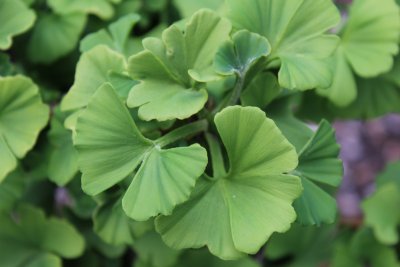 Ginkgo biloba 'Troll' - jinan dvoulaločný - jarní listy (2)